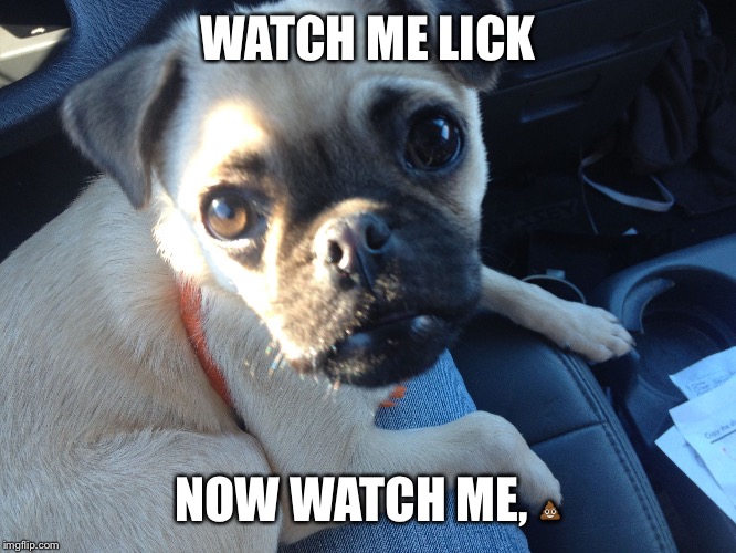 Cute Little Puggle | WATCH ME LICK NOW WATCH ME,  | image tagged in cute little puggle | made w/ Imgflip meme maker