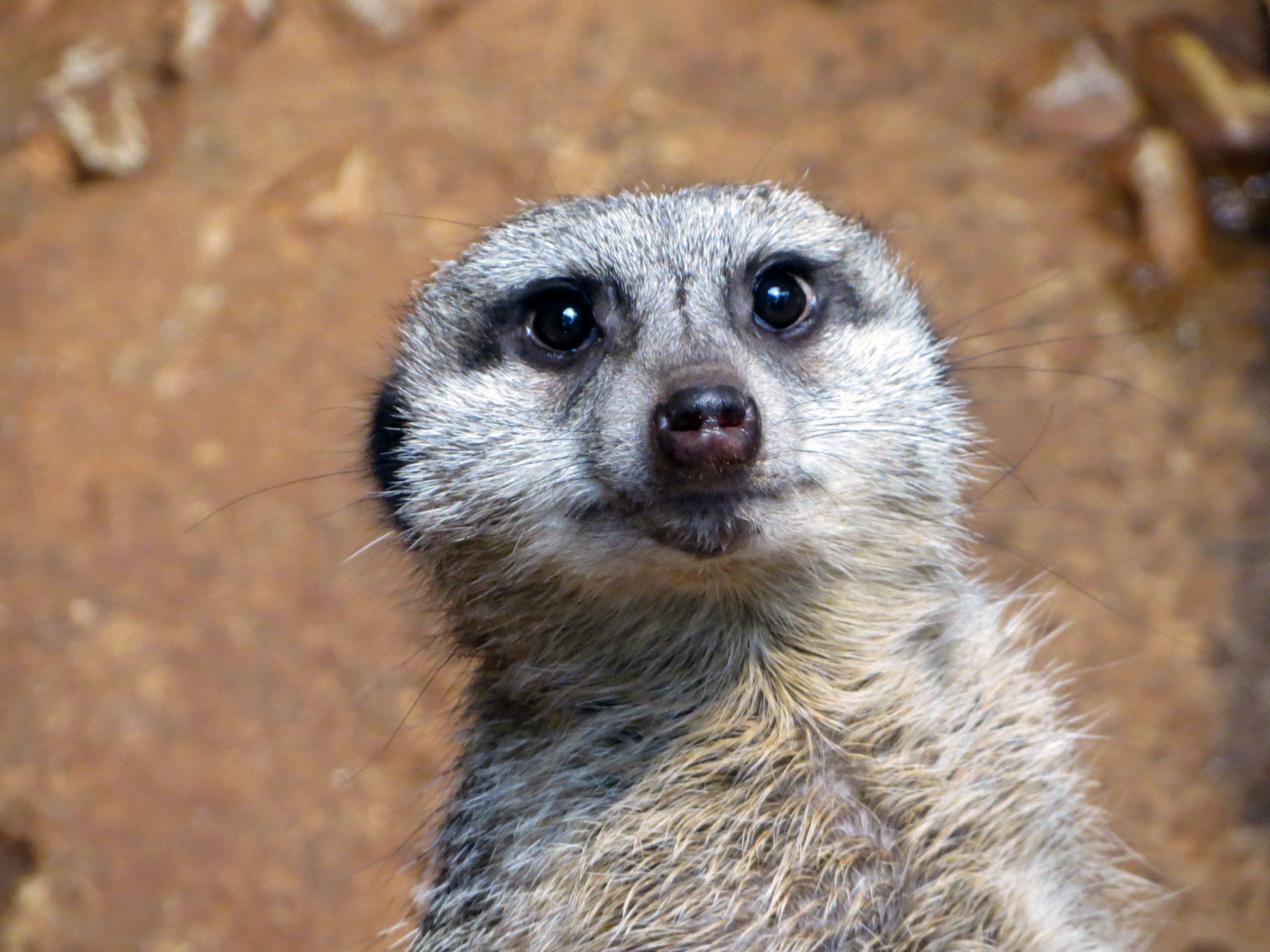 Judgmental Meerkat Blank Meme Template