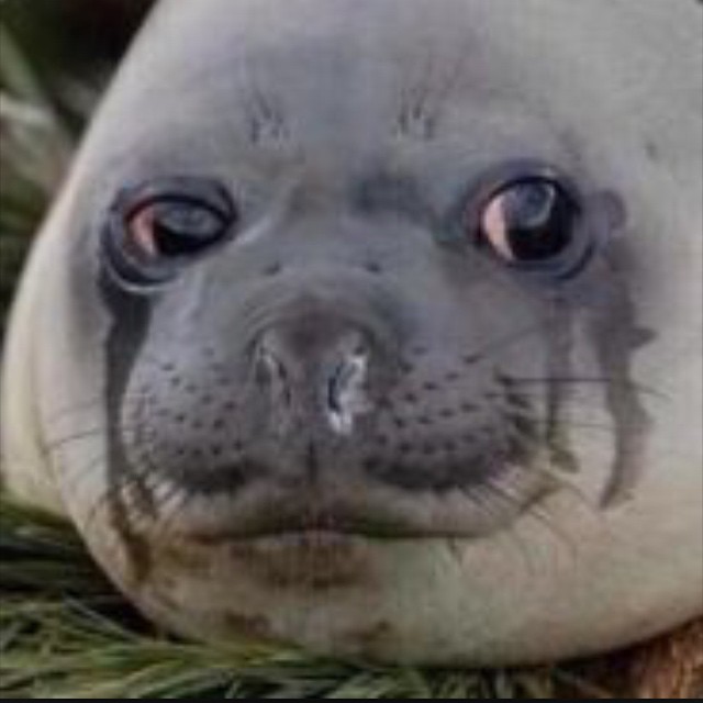 Crying seal  Blank Meme Template