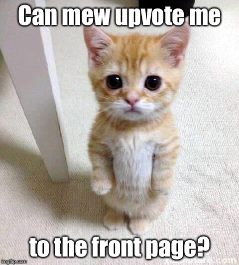 Cute Cat | Can mew upvote me to the front page? | image tagged in memes,cute cat | made w/ Imgflip meme maker