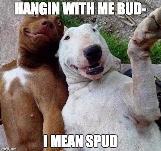 selfie dogs | HANGIN WITH ME BUD- I MEAN SPUD | image tagged in selfie dogs | made w/ Imgflip meme maker