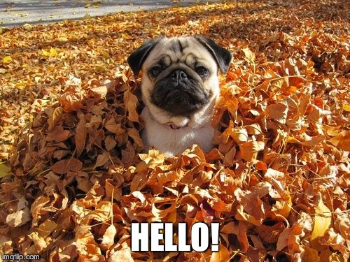pug in leaves | HELLO! | image tagged in pug in leaves | made w/ Imgflip meme maker