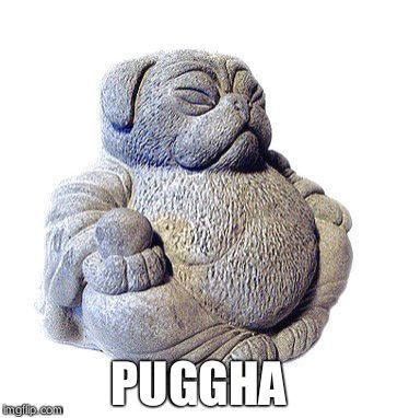 PUGGHA | image tagged in puggha | made w/ Imgflip meme maker
