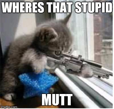 cats with guns | WHERES THAT STUPID MUTT | image tagged in cats with guns | made w/ Imgflip meme maker