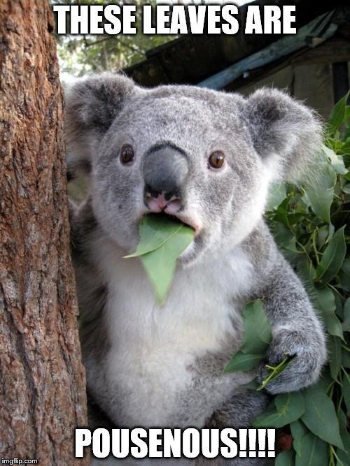 Surprised Koala Meme | THESE LEAVES ARE POUSENOUS!!!! | image tagged in memes,surprised koala | made w/ Imgflip meme maker