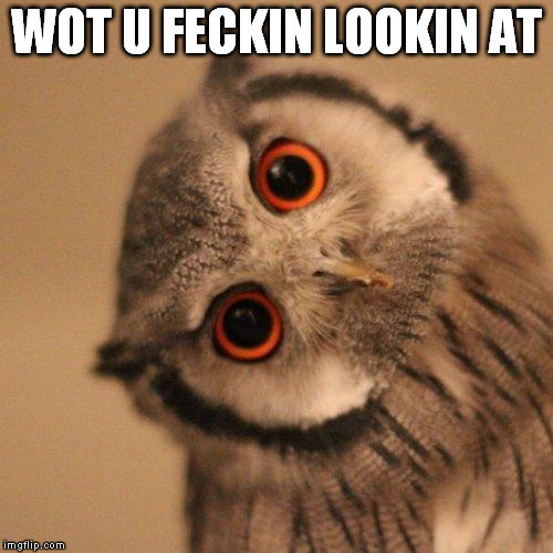 wot you | WOT U FECKIN LOOKIN AT | image tagged in inquisitve owl | made w/ Imgflip meme maker
