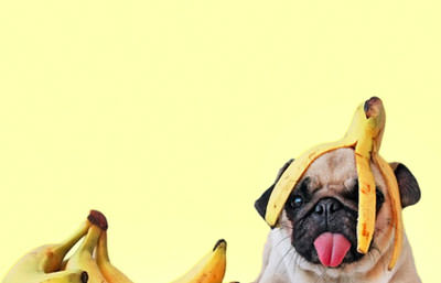 High Quality Banana pug Blank Meme Template