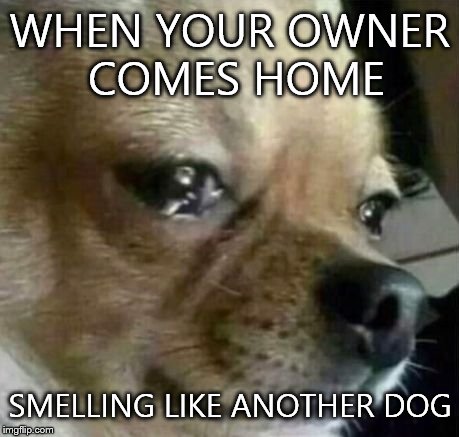 Dog Problems: Other Dogs | WHEN YOUR OWNER COMES HOME SMELLING LIKE ANOTHER DOG | image tagged in dog problems,funny memes,memes,first world problems,bruh | made w/ Imgflip meme maker