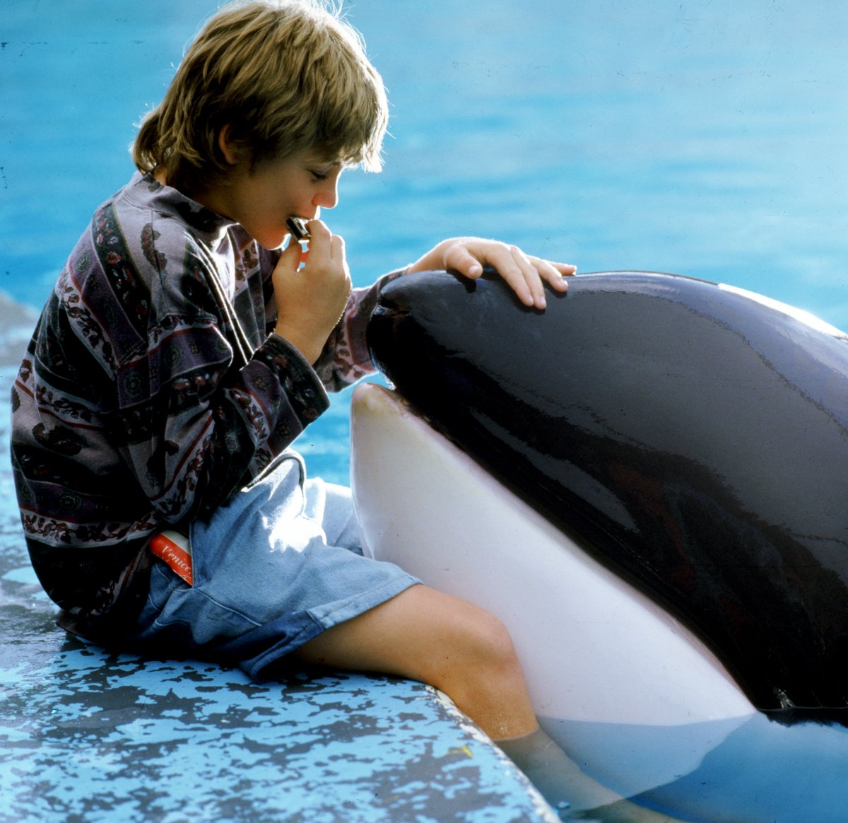 Free Willy Blank Meme Template