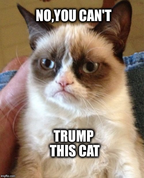Grumpy Cat Meme | NO,YOU CAN'T TRUMP THIS CAT | image tagged in memes,grumpy cat,trump,donald trump,election 2016,trump 2016 | made w/ Imgflip meme maker