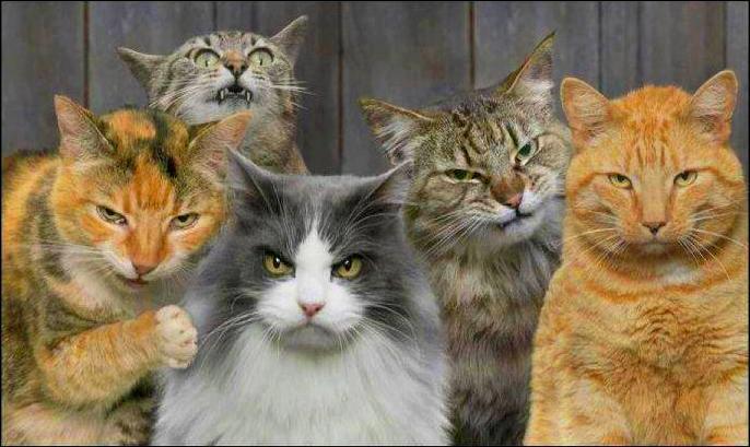 Gangster Cats Blank Meme Template