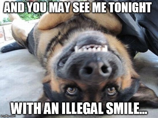 Why not, I'm in the Prine of my life. | AND YOU MAY SEE ME TONIGHT WITH AN ILLEGAL SMILE... | image tagged in memes,dogs,funny | made w/ Imgflip meme maker