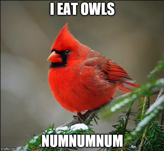 Gaycardinal | I EAT OWLS NUMNUMNUM | image tagged in gaycardinal | made w/ Imgflip meme maker