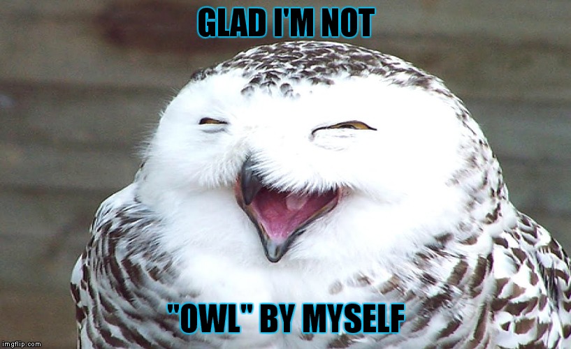 GLAD I'M NOT "OWL" BY MYSELF | made w/ Imgflip meme maker