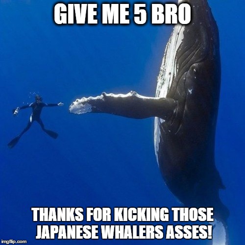 GIVE ME 5 BRO THANKS FOR KICKING THOSE JAPANESE WHALERS ASSES! | image tagged in whales | made w/ Imgflip meme maker