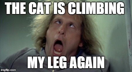 I need to stop wearing shorts | THE CAT IS CLIMBING MY LEG AGAIN | image tagged in memes,scary harry | made w/ Imgflip meme maker