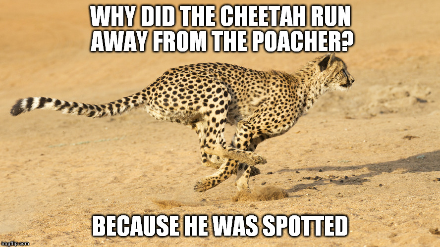 WHY DID THE CHEETAH RUN AWAY FROM THE POACHER? BECAUSE HE WAS SPOTTED | image tagged in animal | made w/ Imgflip meme maker