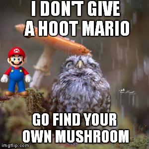 Stayin' out of the rain | I DON'T GIVE A HOOT MARIO GO FIND YOUR OWN MUSHROOM | image tagged in owl,super mario | made w/ Imgflip meme maker