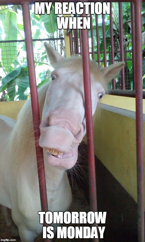 monday blues | MY REACTION WHEN TOMORROW IS MONDAY | image tagged in horse,monday,monday face,monday mornings | made w/ Imgflip meme maker
