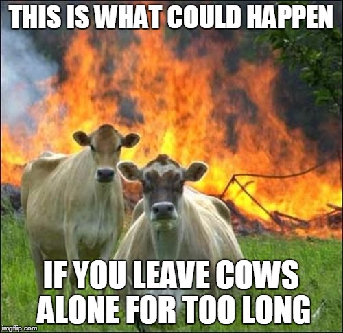THIS IS WHAT COULD HAPPEN IF YOU LEAVE COWS ALONE FOR TOO LONG | made w/ Imgflip meme maker