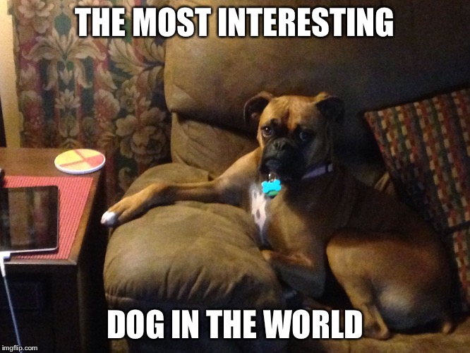 Izzy | THE MOST INTERESTING DOG IN THE WORLD | image tagged in izzy | made w/ Imgflip meme maker
