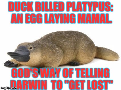DUCK BILLED PLATYPUS: AN EGG LAYING MAMAL. GOD'S WAY OF TELLING DARWIN  TO "GET LOST" | image tagged in sarcasm | made w/ Imgflip meme maker