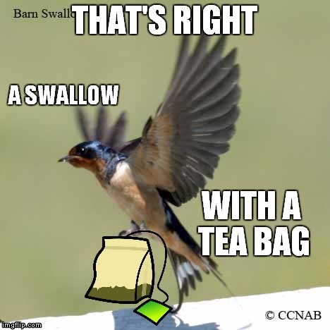 A SWALLOW WITH A TEA BAG | made w/ Imgflip meme maker