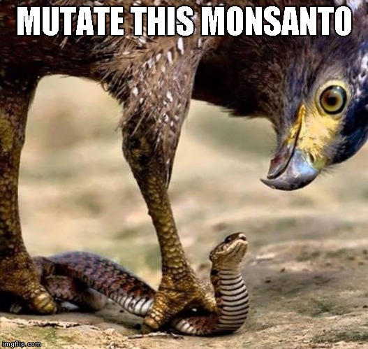 Eagle and Snake | MUTATE THIS MONSANTO | image tagged in eagle and snake | made w/ Imgflip meme maker
