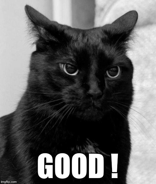 pissed cat | GOOD ! | image tagged in pissed cat | made w/ Imgflip meme maker