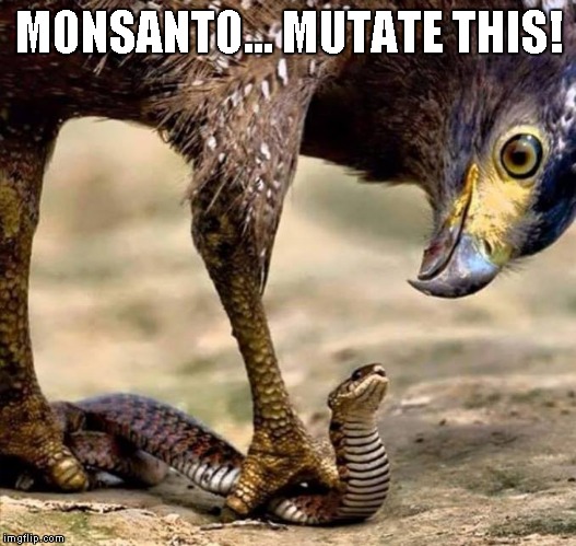 Eagle and Snake | MONSANTO...
MUTATE THIS! | image tagged in eagle and snake | made w/ Imgflip meme maker