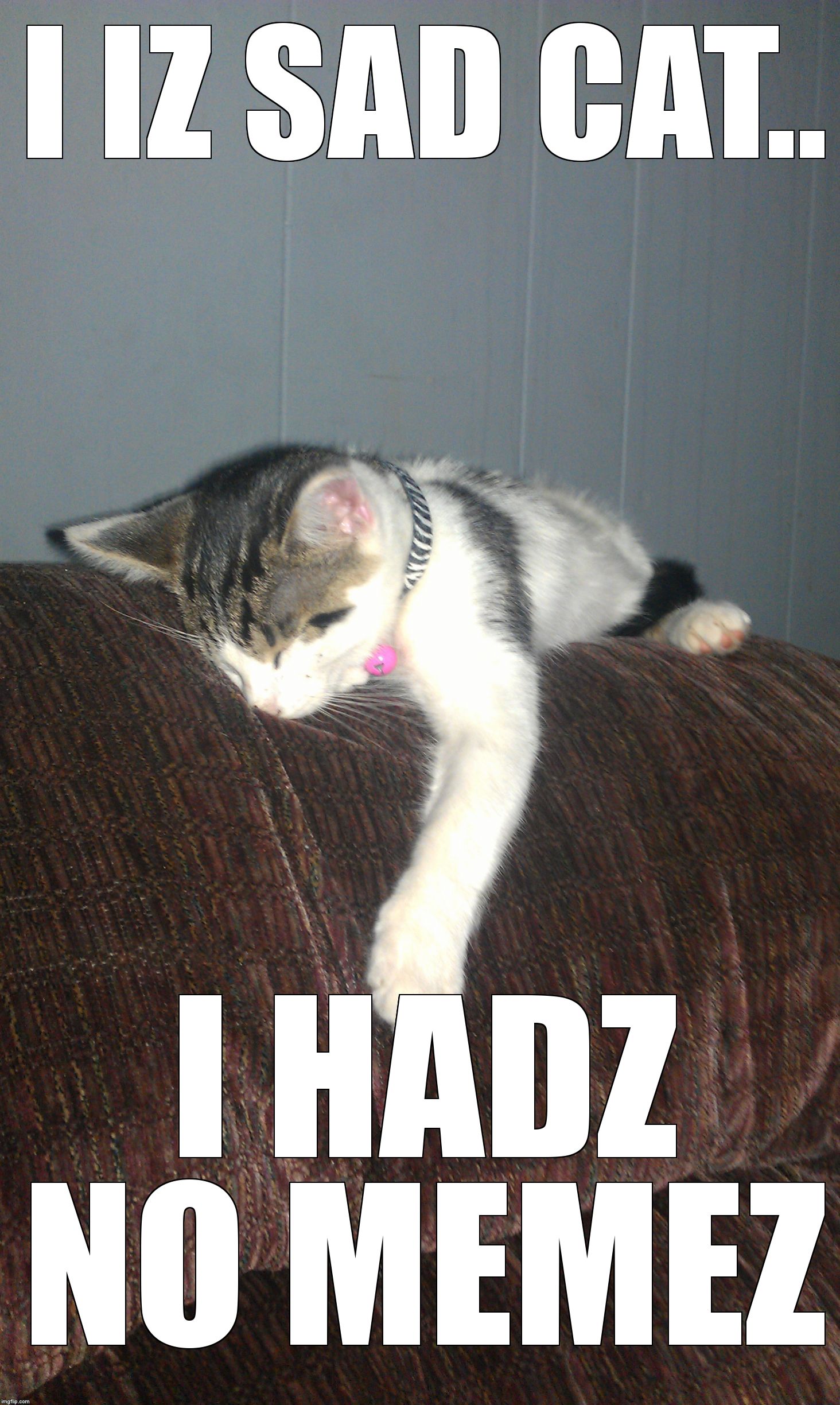 too tired for this cat | I IZ SAD CAT.. I HADZ NO MEMEZ | image tagged in too tired for this cat | made w/ Imgflip meme maker