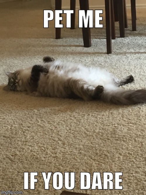 Pet me cat | image tagged in kitty | made w/ Imgflip meme maker