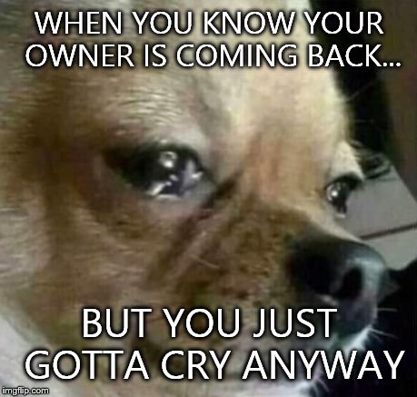Dog Problems: Crying | WHEN YOU KNOW YOUR OWNER IS COMING BACK... BUT YOU JUST GOTTA CRY ANYWAY | image tagged in dog problems,first world problems,funny memes,memes,funny dogs,dogs | made w/ Imgflip meme maker