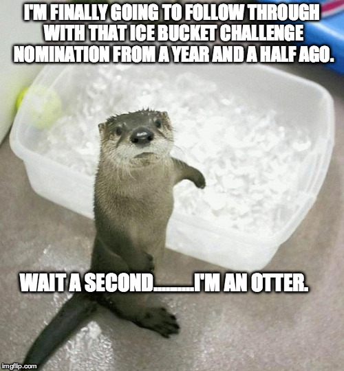 I'M FINALLY GOING TO FOLLOW THROUGH WITH THAT ICE BUCKET CHALLENGE NOMINATION FROM A YEAR AND A HALF AGO. WAIT A SECOND..........I'M AN OTTE | image tagged in otter,als ice bucket challenge | made w/ Imgflip meme maker