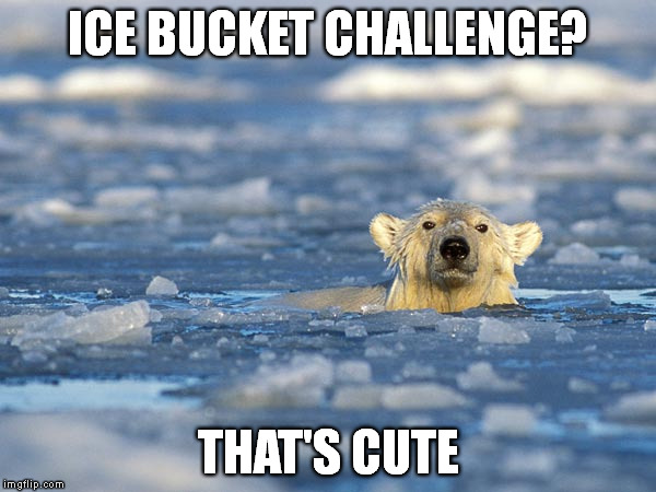 Ice bucket challenge amuses polar bear | ICE BUCKET CHALLENGE? THAT'S CUTE | image tagged in polar bear swim,ice bucket challenge,new year,that's cute,memes | made w/ Imgflip meme maker