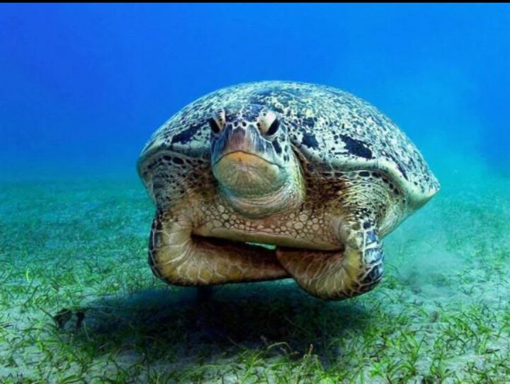 Neutral buoyancy turtle Blank Meme Template