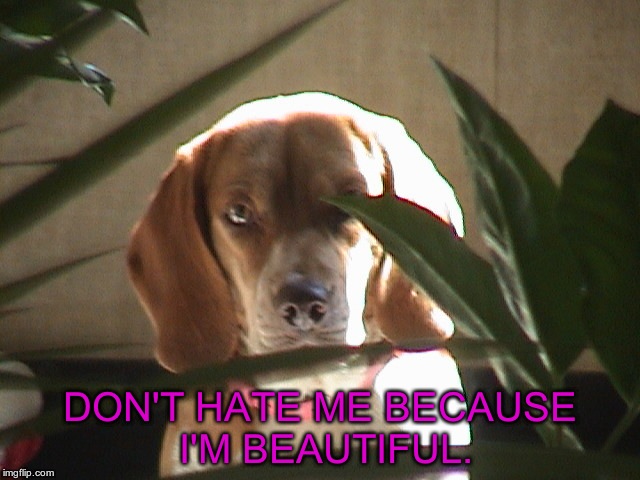 Diva dog | DON'T HATE ME BECAUSE I'M BEAUTIFUL. | image tagged in hot dog | made w/ Imgflip meme maker