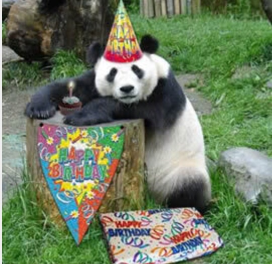 Birthday panda Blank Meme Template