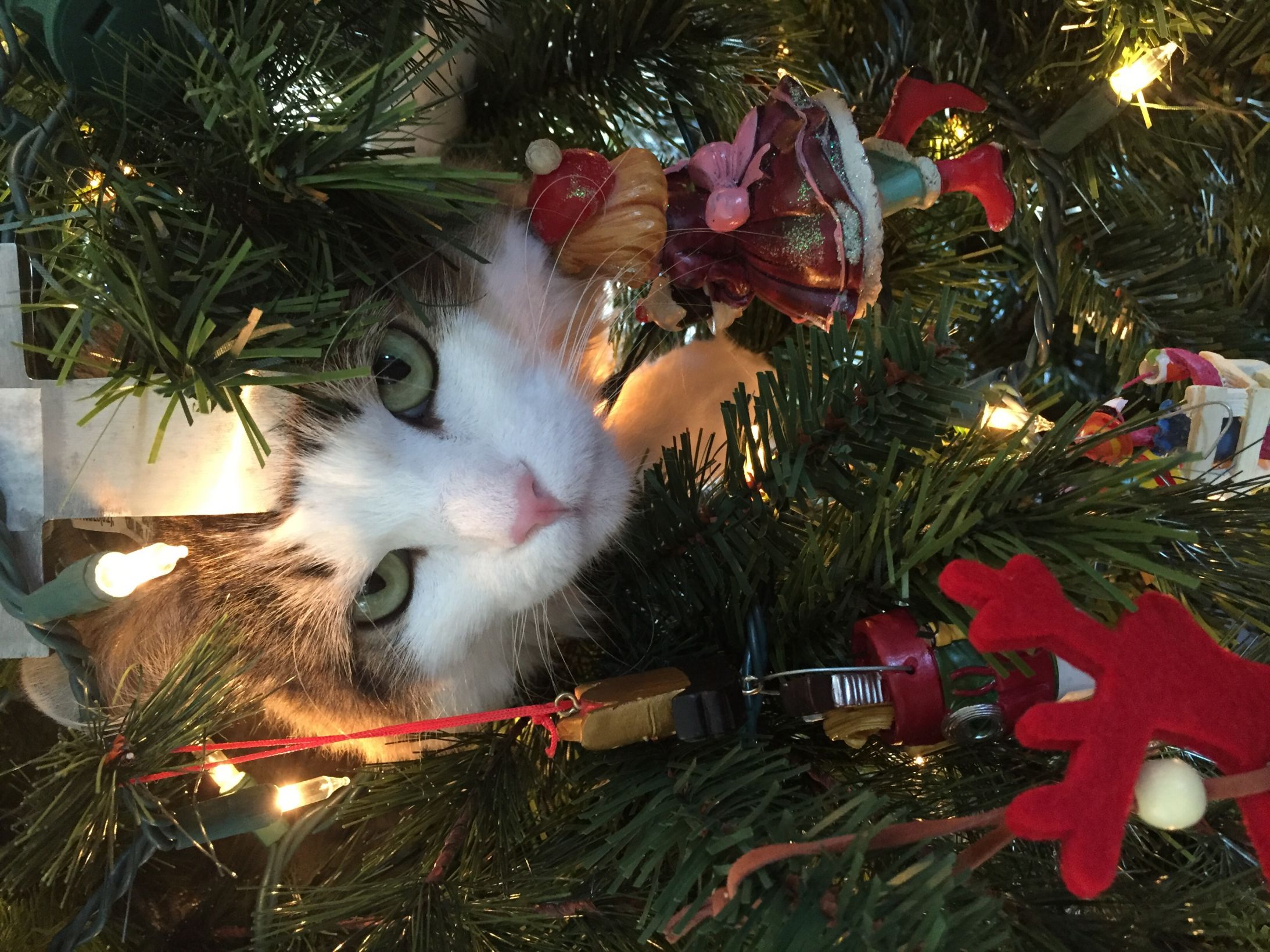 High Quality Christmas tree cat Blank Meme Template