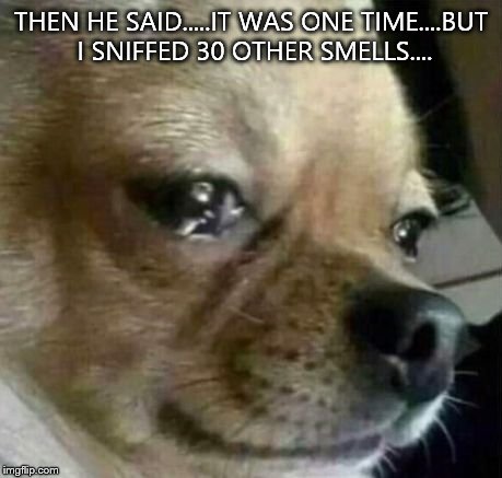 Dog Problems | THEN HE SAID.....IT WAS ONE TIME....BUT I SNIFFED 30 OTHER SMELLS.... | image tagged in dog problems | made w/ Imgflip meme maker