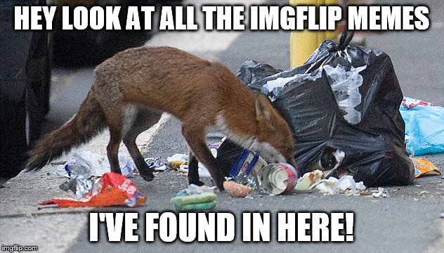 It's a goldmine! | HEY LOOK AT ALL THE IMGFLIP MEMES I'VE FOUND IN HERE! | image tagged in fox | made w/ Imgflip meme maker