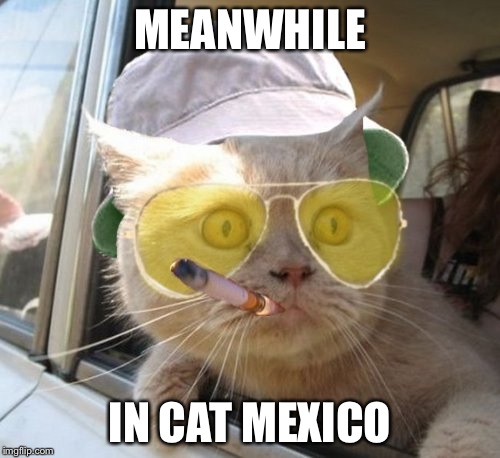 Fear And Loathing Cat | MEANWHILE IN CAT MEXICO | image tagged in memes,fear and loathing cat | made w/ Imgflip meme maker