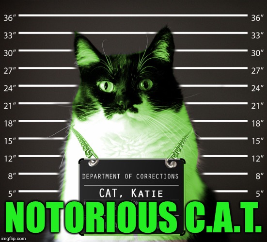 RayCat Incarcerated | NOTORIOUS C.A.T. | image tagged in raycat incarcerated | made w/ Imgflip meme maker