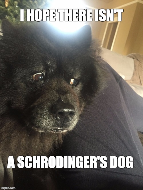 Epiphany Chow | I HOPE THERE ISN'T A SCHRODINGER'S DOG | image tagged in epiphany chow | made w/ Imgflip meme maker
