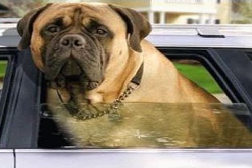 bull mastiff car2 Blank Meme Template