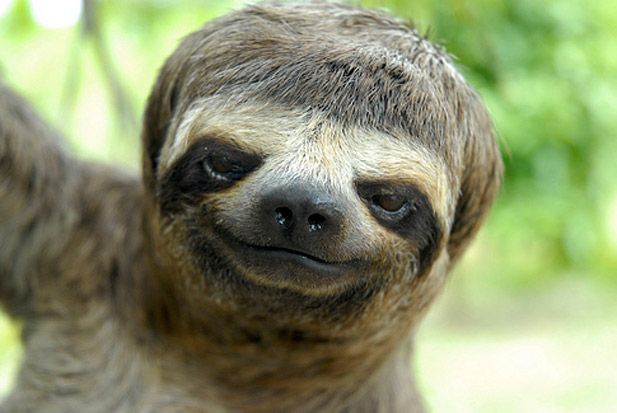 High Quality swag sloth with haircut Blank Meme Template