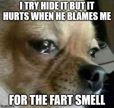 Dog Problems | I TRY HIDE IT BUT IT HURTS WHEN HE BLAMES ME FOR THE FART SMELL | image tagged in dog problems | made w/ Imgflip meme maker