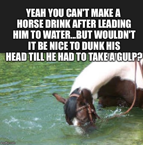 Drown horse | YEAH YOU CAN'T MAKE A HORSE DRINK AFTER LEADING HIM TO WATER...BUT WOULDN'T IT BE NICE TO DUNK HIS HEAD TILL HE HAD TO TAKE A GULP? | image tagged in drown horse | made w/ Imgflip meme maker