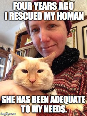 homan rescue | FOUR YEARS AGO I RESCUED MY HOMAN SHE HAS BEEN ADEQUATE TO MY NEEDS. | image tagged in cat rescue,snob cat | made w/ Imgflip meme maker