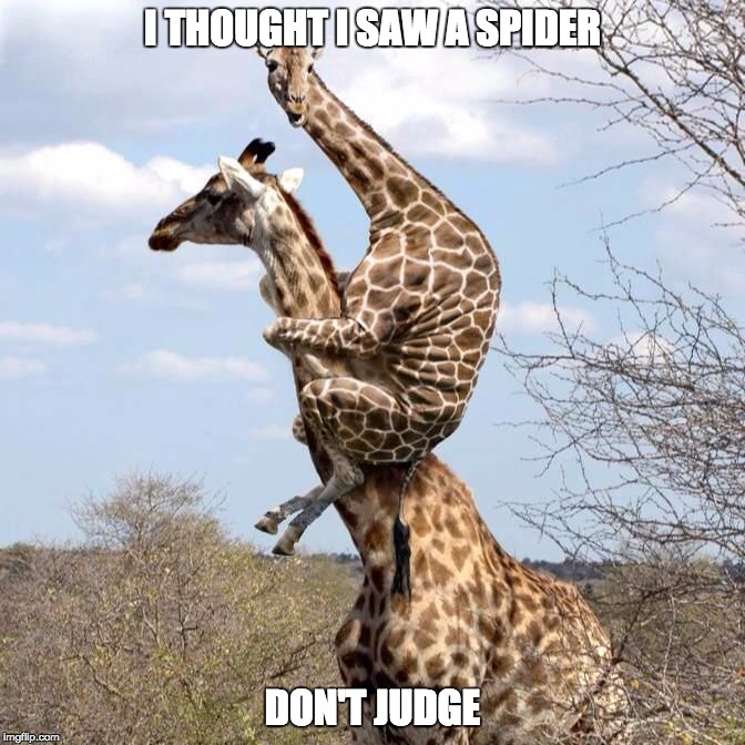 Spider scare | I THOUGHT I SAW A SPIDER DON'T JUDGE | image tagged in spider,scared,scared giraffe | made w/ Imgflip meme maker